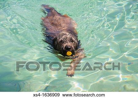 Dog swimming Translucent water of Formentera, Balearic Island, Spain, Europe View Large Photo Image Stock Photo - Dog swimming Translucent water of Formentera, Balearic Island, Spain, Europe. Fotosearch