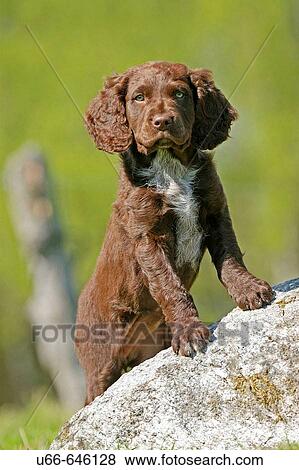 Dog Vaktel View Large Photo Image Stock Photo - Dog Vaktel. Fotosearch