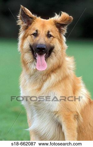 Dog waiting for a command (Canis familiaris) View Large Photo Image Stock Photo - Dog waiting for a command (Canis familiaris). Fotosearch