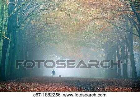 Dog Walker in Autumn fog October Norfolk UK View Large Photo Image Stock Photograph - Dog Walker in Autumn fog October Norfolk UK. Fotosearch
