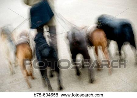 Dog walker View Large Photo Image Stock Photo - Dog walker. Fotosearch