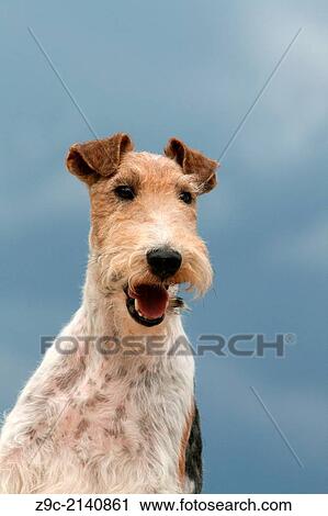 Dog Wire Fox Terrier / adult portrait. View Large Photo Image Stock Image - Dog Wire Fox Terrier / adult portrait.. Fotosearch