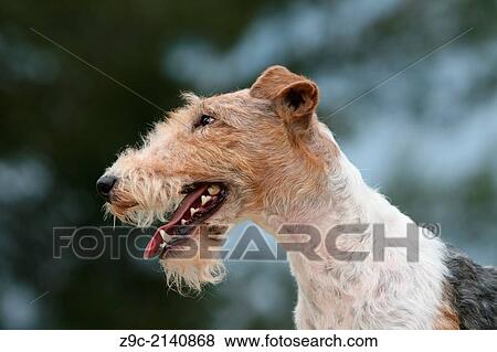 Dog Wire Fox Terrier / adult portrait. View Large Photo Image Stock Photo - Dog Wire Fox Terrier / adult portrait.. Fotosearch