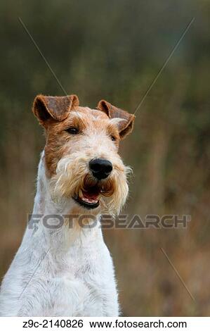 Dog Wire Fox Terrier / adult portrait. View Large Photo Image Stock Photograph - Dog Wire Fox Terrier / adult portrait.. Fotosearch