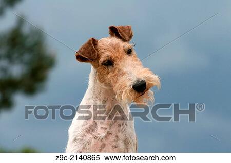 Stock Photography - Dog Wire Fox Terrier / adult portrait.. Fotosearch
