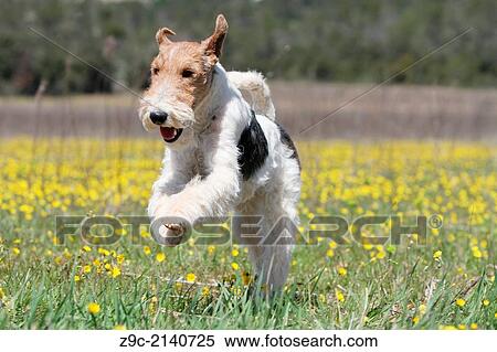 Dog Wire Fox Terrier / adult running in a field of flowers. View Large Photo Image Stock Photography - Dog Wire Fox Terrier / adult running in a field of flowers.. Fotosearch