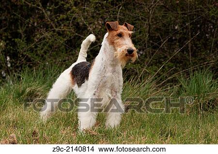 Dog Wire Fox Terrier / adult standing in a meadow. View Large Photo Image Picture - Dog Wire Fox Terrier / adult standing in a meadow.. Fotosearch