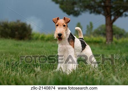 Dog Wire Fox Terrier / adult standing in a meadow. View Large Photo Image Picture - Dog Wire Fox Terrier / adult standing in a meadow.. Fotosearch