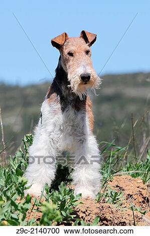 Dog Wire Fox Terrier / adult standing in a meadow. View Large Photo Image Stock Image - Dog Wire Fox Terrier / adult standing in a meadow.. Fotosearch