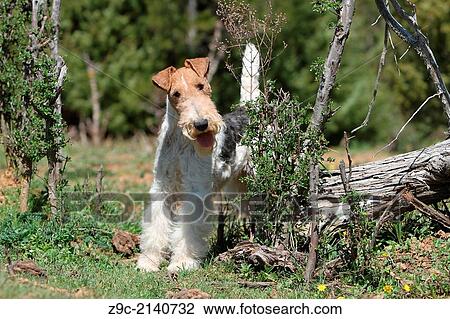 Stock Image - Dog Wire Fox Terrier / adult standing next to a tree stump.. Fotosearch