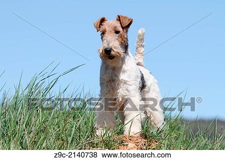 Stock Photo - Dog Wire Fox Terrier / adult standing in a meadow.. Fotosearch