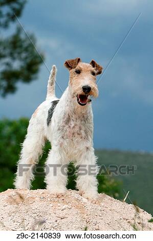 Dog Wire Fox Terrier / adult standing in a meadow. View Large Photo Image Stock Photo - Dog Wire Fox Terrier / adult standing in a meadow.. Fotosearch