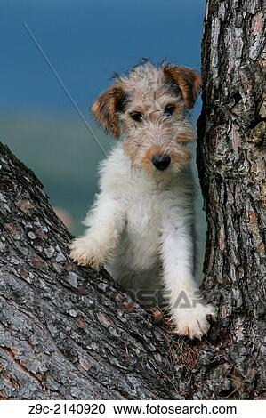 Dog Wire Fox Terrier Puppy Sitting In A Tree Stock Image Dog Wire Fox Terrier Puppy Sitting In A Tree Stock Image