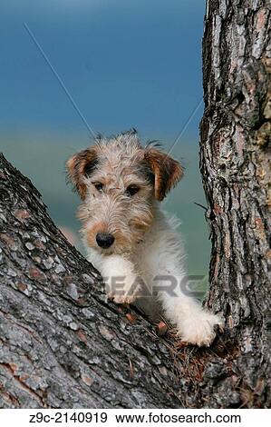 Dog Wire Fox Terrier / pyppy lying in a tree. View Large Photo Image Stock Photo - Dog Wire Fox Terrier / pyppy lying in a tree.. Fotosearch