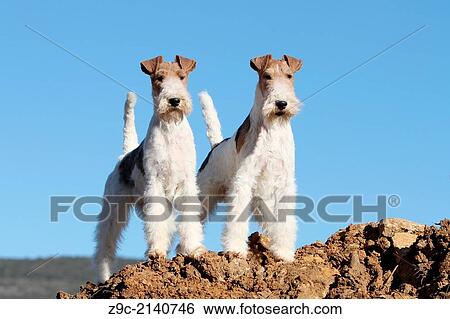 Dog Wire Fox Terrier / two adult standing on a pile of dirt. View Large Photo Image Stock Photograph - Dog Wire Fox Terrier / two adult standing on a pile of dirt.. Fotosearch