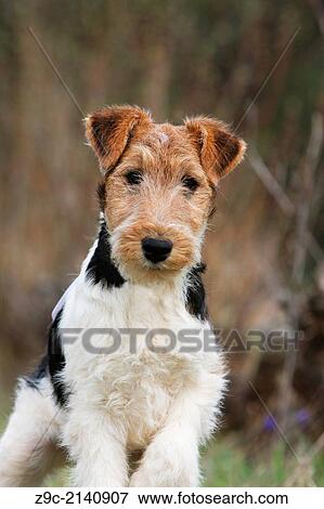 Dog Wire Fox Terrier / young portrait. View Large Photo Image Stock Photo - Dog Wire Fox Terrier / young portrait.. Fotosearch