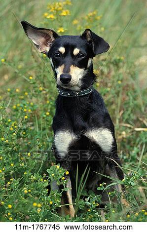 Stock Photography - Dog with Funny Ears. Fotosearch