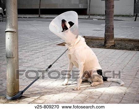 Dog with protective collar View Large Photo Image Stock Image - Dog with protective collar. Fotosearch