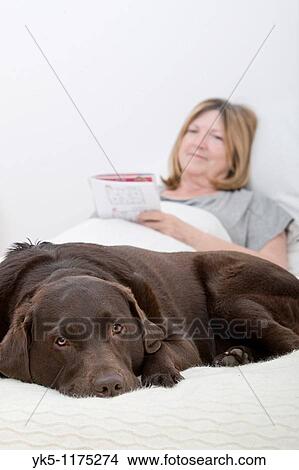 Picture - Dog with Senior Lady Owner playing Soduku. Fotosearch