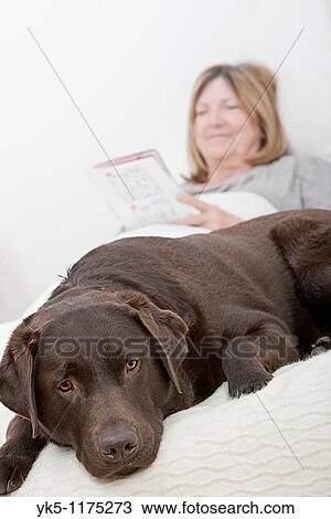 Stock Image - Dog with Senior Lady Owner playing Soduku. Fotosearch