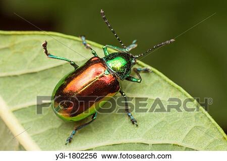Dogbane Beetle Chrysochus auratus, Bald Eagle State Park, Howard, Centre County, Pennsylvania, USA View Large Photo Image Stock Photograph - Dogbane Beetle Chrysochus auratus, Bald Eagle State Park, Howard, Centre County, Pennsylvania, USA. Fotosearch