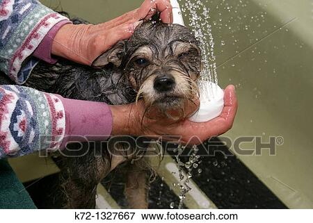 Doggie Bath View Large Photo Image Stock Photo - Doggie Bath. Fotosearch