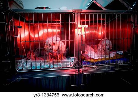 Dogs are warmed using a red lamp as he recovers from an illness at a Pet Hospital in Condesa, Mexico City, Mexico, February 4, 2011 View Large Photo Image Stock Photograph - Dogs are warmed using a red lamp as he recovers from an illness at a Pet Hospital in Condesa, Mexico City, Mexico, February 4, 2011. Fotosearch