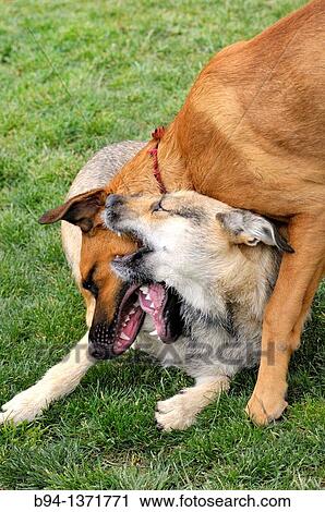 Dogs German Shepherd and Rhodesian Ridgeback playing on the grass. Lesseps square, Barcelona, Catalonia, Spain. View Large Photo Image Stock Image - Dogs German Shepherd and Rhodesian Ridgeback playing on the grass. Lesseps square, Barcelona, Catalonia, Spain.. Fotosearch
