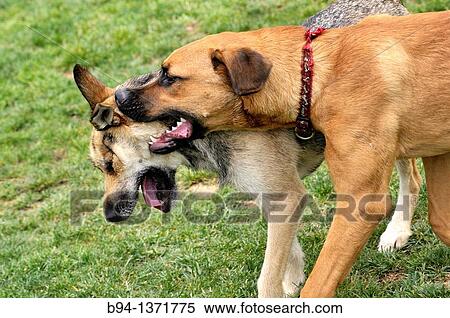Dogs German Shepherd and Rhodesian Ridgeback playing on the grass. Lesseps square, Barcelona, Catalonia, Spain. View Large Photo Image Stock Photography - Dogs German Shepherd and Rhodesian Ridgeback playing on the grass. Lesseps square, Barcelona, Catalonia, Spain.. Fotosearch