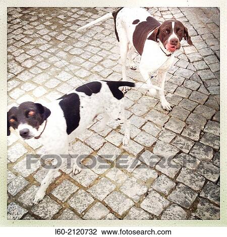 Dogs in Arronches village, Alentejo, Portugal. View Large Photo Image Stock Image - Dogs in Arronches village, Alentejo, Portugal.. Fotosearch