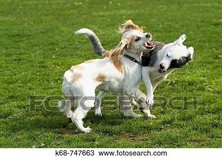 Stock Image - Dogs playing. Fotosearch
