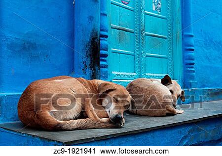 Dogs sleeping at a blue doorway. Jodhpur, Rajasthan, india View Large Photo Image Stock Image - Dogs sleeping at a blue doorway. Jodhpur, Rajasthan, india. Fotosearch
