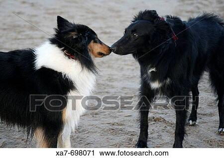 Dogs View Large Photo Image Stock Image - Dogs. Fotosearch