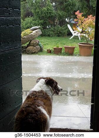 Stock Image - Dogs wait in the rain in Terra del Sole, Emilia-Romagna, Italy. Fotosearch