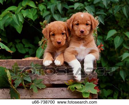 Dogs whelps, Nova Scotia duck tolling retrievers View Large Photo Image Stock Image - Dogs whelps, Nova Scotia duck tolling retrievers. Fotosearch