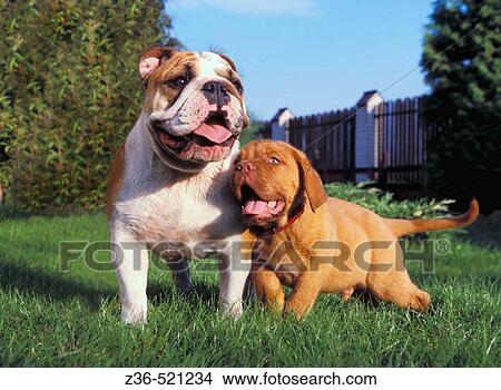 Picture - Dogue De Bordeaux and English Bulldog dogs together. Fotosearch