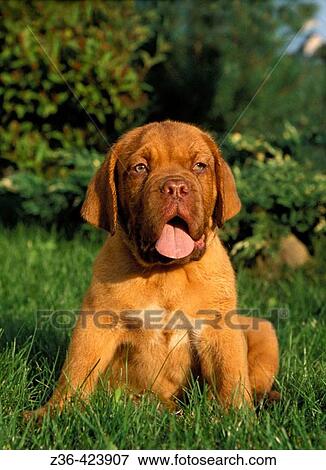 Dogue De Bordeaux dog puppy sitting on grass View Large Photo Image Stock Photo - Dogue De Bordeaux dog puppy sitting on grass. Fotosearch