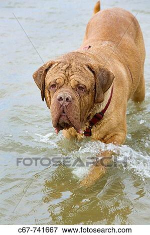 Dogue de Bordeaux playing in Sea View Large Photo Image Stock Photo - Dogue de Bordeaux playing in Sea. Fotosearch
