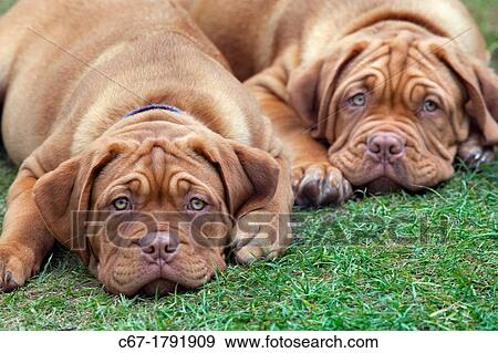 Dogue de Bordeaux puppy at 12 weeks View Large Photo Image Stock Photo - Dogue de Bordeaux puppy at 12 weeks. Fotosearch