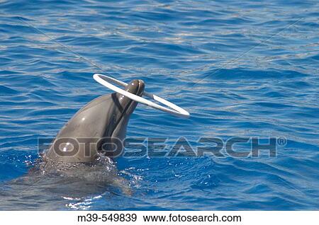 Dolphin at Oceanogr? fic of City of Arts and Sciences, Valencia. Comunidad Valenciana, Spain View Large Photo Image Stock Photo - Dolphin at Oceanogr? fic of City of Arts and Sciences, Valencia. Comunidad Valenciana, Spain. Fotosearch