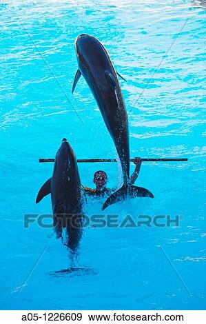 Dolphin Show Loro Parque Puerto de la Cruz Tenerife Canary Islands Spain. View Large Photo Image Stock Photo - Dolphin Show Loro Parque Puerto de la Cruz Tenerife Canary Islands Spain.. Fotosearch