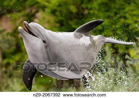 Stock Image - Dolphin Tursiops truncatus, bottlenose dolphin, captive, Germany.. Fotosearch
