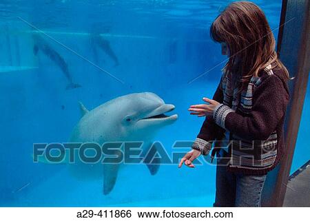 Dolphinarium, Boudewijnpark. Brugge, Belgium View Large Photo Image Stock Photograph - Dolphinarium, Boudewijnpark. Brugge, Belgium. Fotosearch