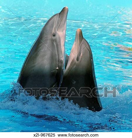 Dolphins dancing lambada in Zoomarine amusement park Algarve, Portugal View Large Photo Image Stock Photography - Dolphins dancing lambada in Zoomarine amusement park Algarve, Portugal. Fotosearch