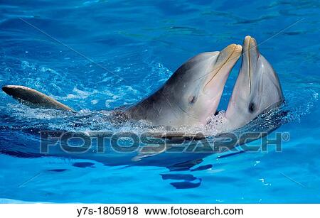 Dolphins making show in Miramar aquarium, Havana, Cuba View Large Photo Image Stock Photo - Dolphins making show in Miramar aquarium, Havana, Cuba. Fotosearch