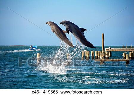 Stock Photography - Dolphins Tursiops truncatus, Roatan Bay Islands Caribbean Honduras.. Fotosearch