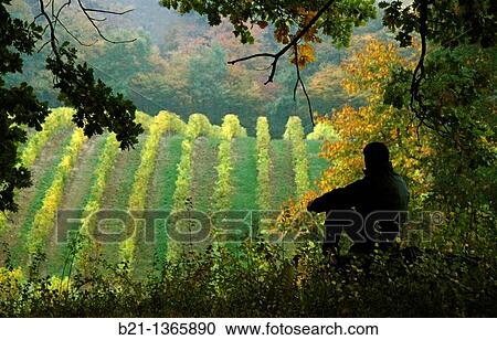 Domaine de Jo vineyards in autumn, Armagnac Estate, Panjas, Gers, Midi-Pyrenees, France View Large Photo Image Stock Image - Domaine de Jo vineyards in autumn, Armagnac Estate, Panjas, Gers, Midi-Pyrenees, France. Fotosearch