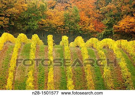 Domaine de Joy vineyards, Armagnac, Panjas, Midi-Pyrenees, France View Large Photo Image Stock Photo - Domaine de Joy vineyards, Armagnac, Panjas, Midi-Pyrenees, France. Fotosearch