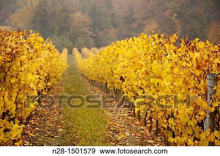 Domaine de Joy vineyards, Armagnac, Panjas, Midi-Pyrenees, France View Large Photo Image Stock Photo - Domaine de Joy vineyards, Armagnac, Panjas, Midi-Pyrenees, France. Fotosearch