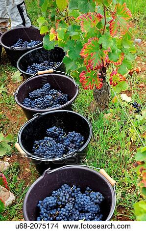 Picture - Domaine Dubois vintage, Vougeot, C? te de Nuits, C? te d? Or, Burgundy, France. Fotosearch